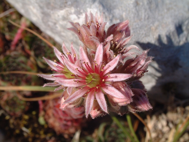 sempervivum....